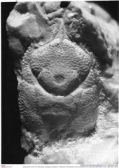 Historisches Foto von Octoeurax acaresprora (Robins, Feldmann & Schweitzer, 2013) (NHMW-AFW-GEO-BACHMAYER-FOTO-1990-0041-0304)
